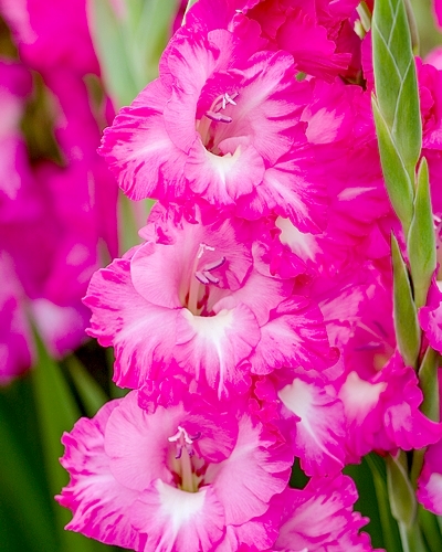 GLADIOLUS FAIRYTALE PINK 100 kusov